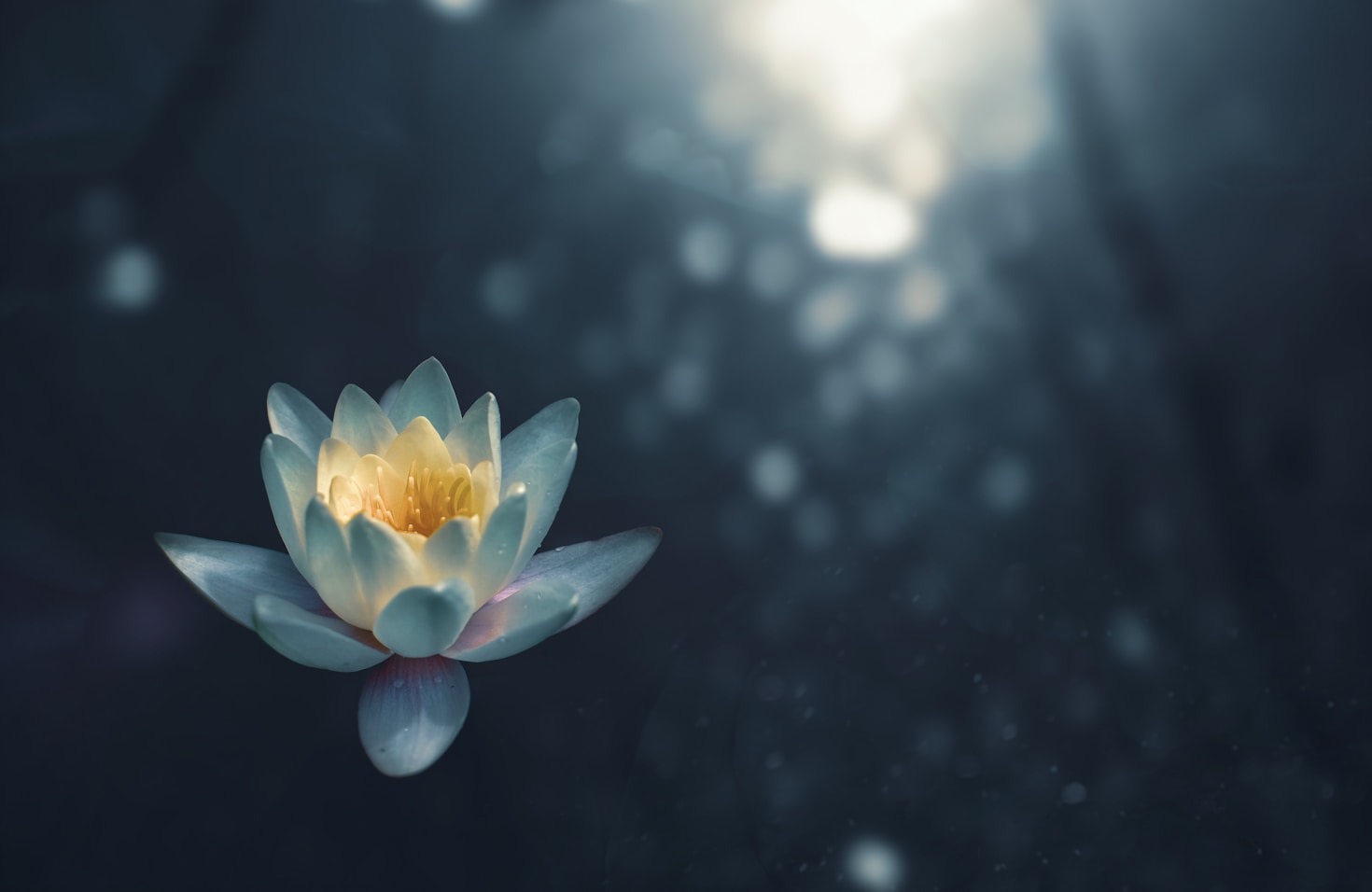 Personal Stories of Renewal from Big Island Retreats